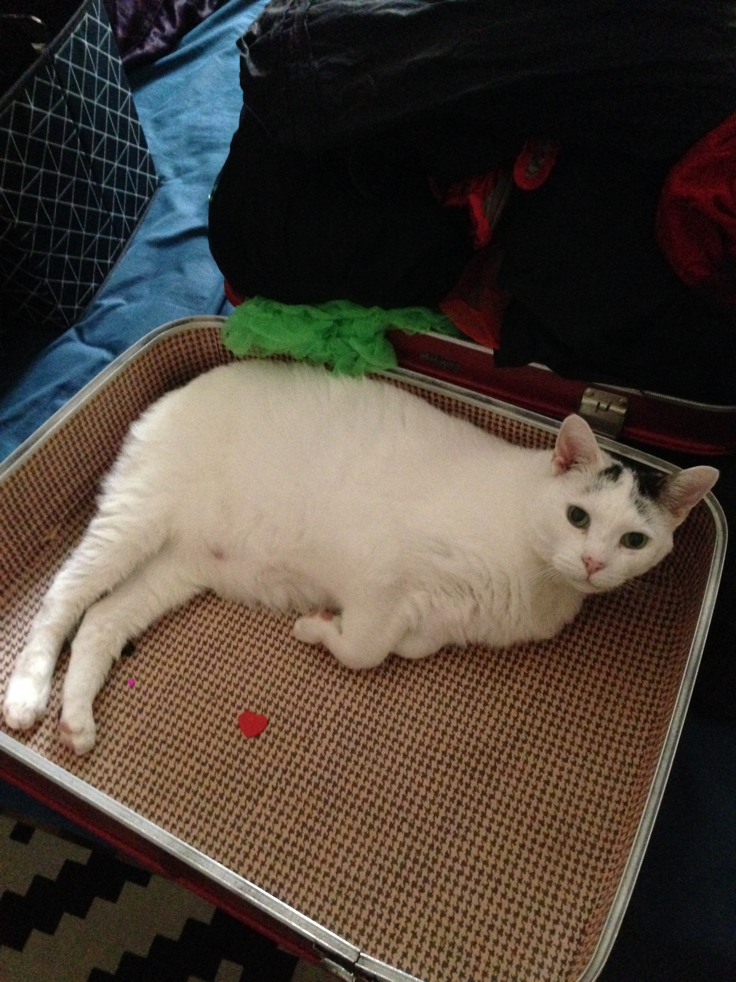 cat in suitcase