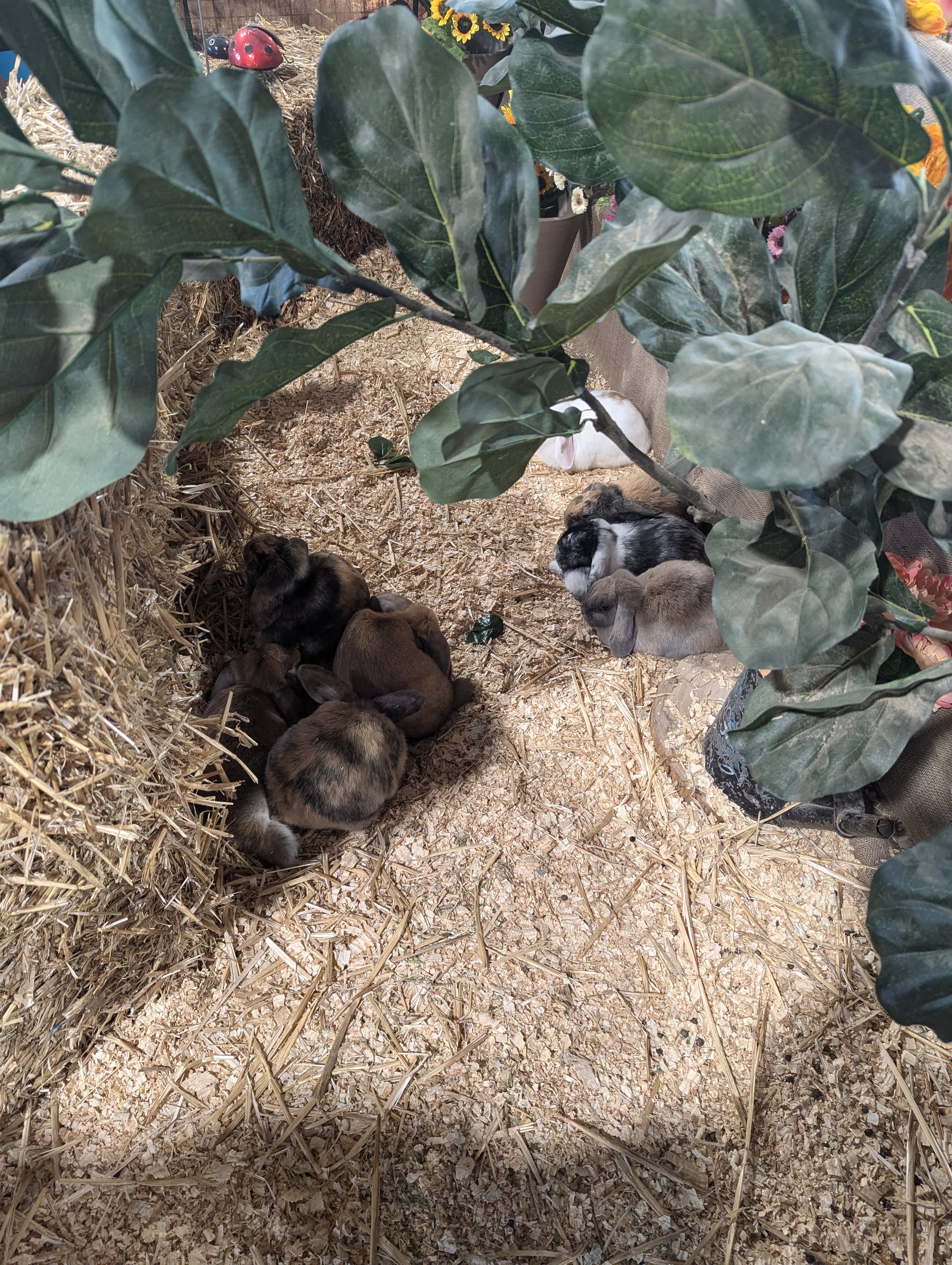 dwarf lop rabbits huddled together sleeping.
