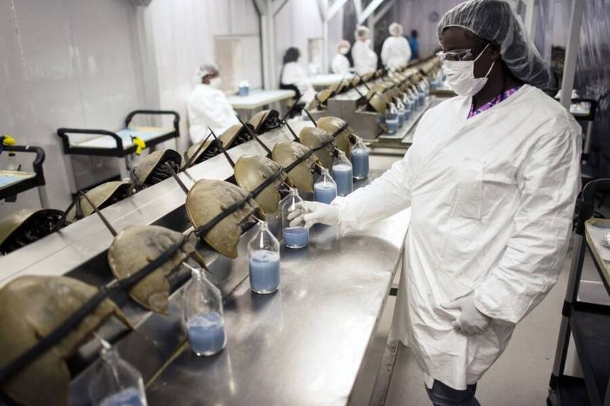 human in protective clothing harvesting horseshoe crab blood in a lab