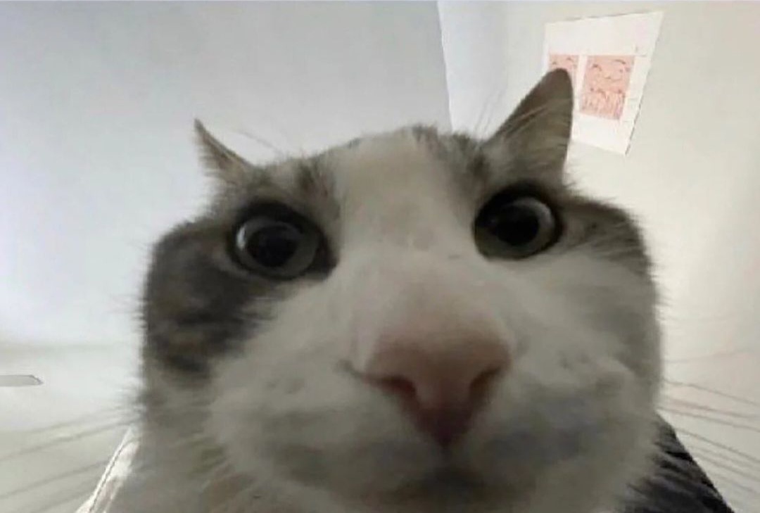 Cat from the look inside meme