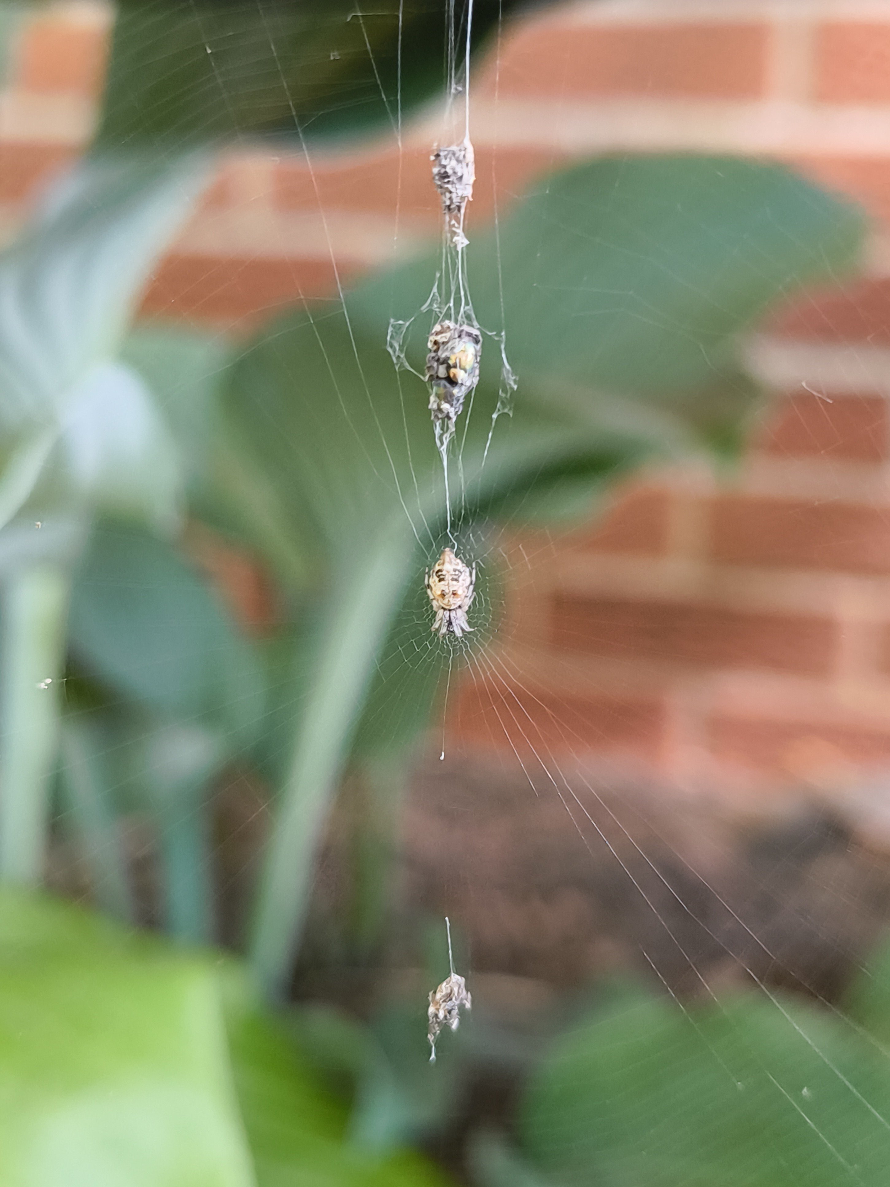 Trash line orbweaver