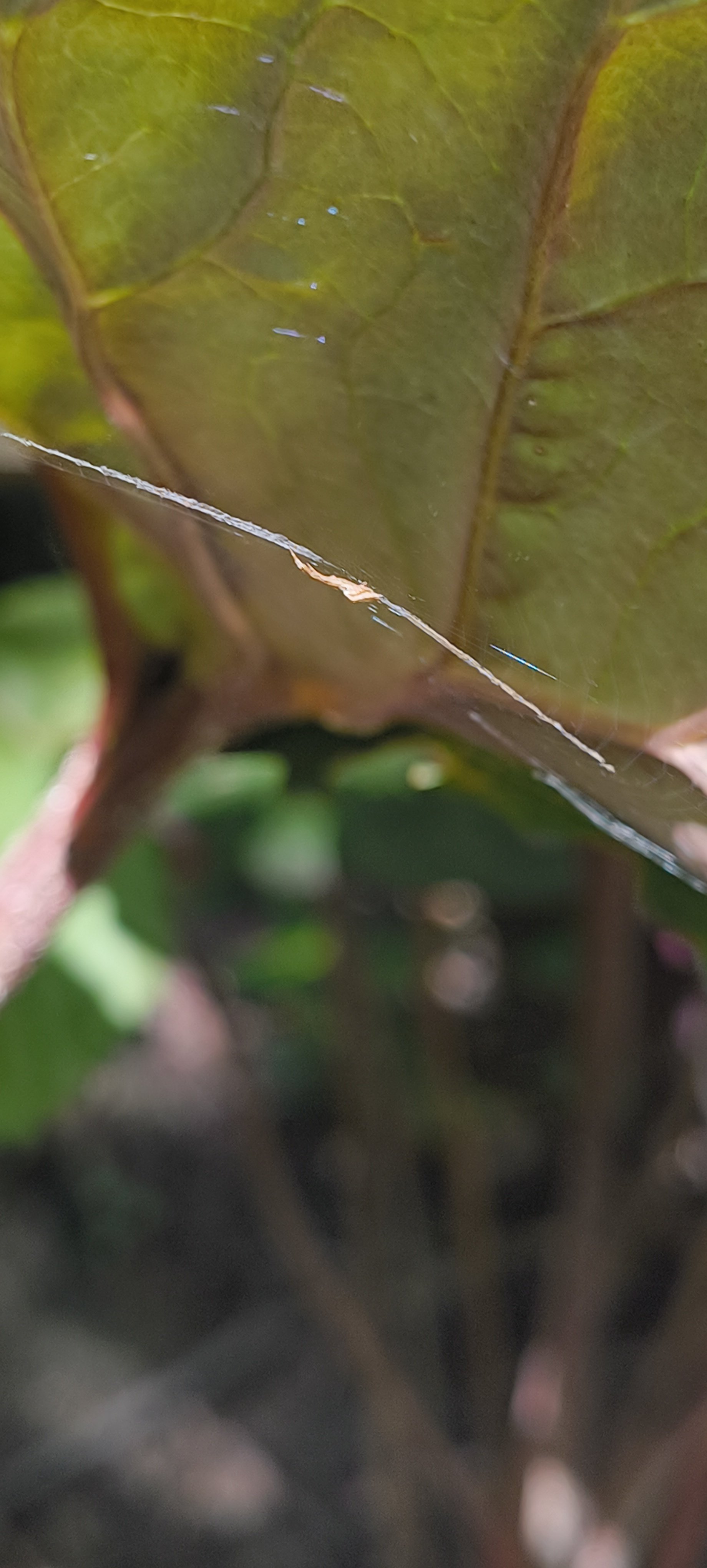 Unknown orbweaver 