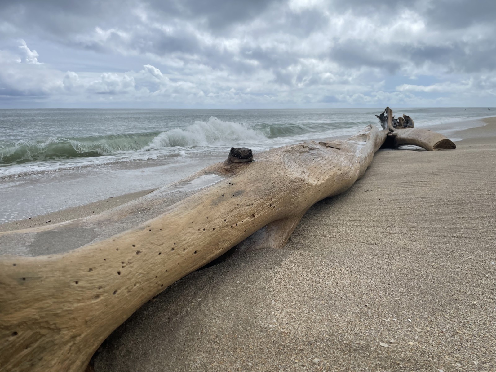 A large driftwood tree stripped of bark and worn smooth, washed up on the Atlantic shore