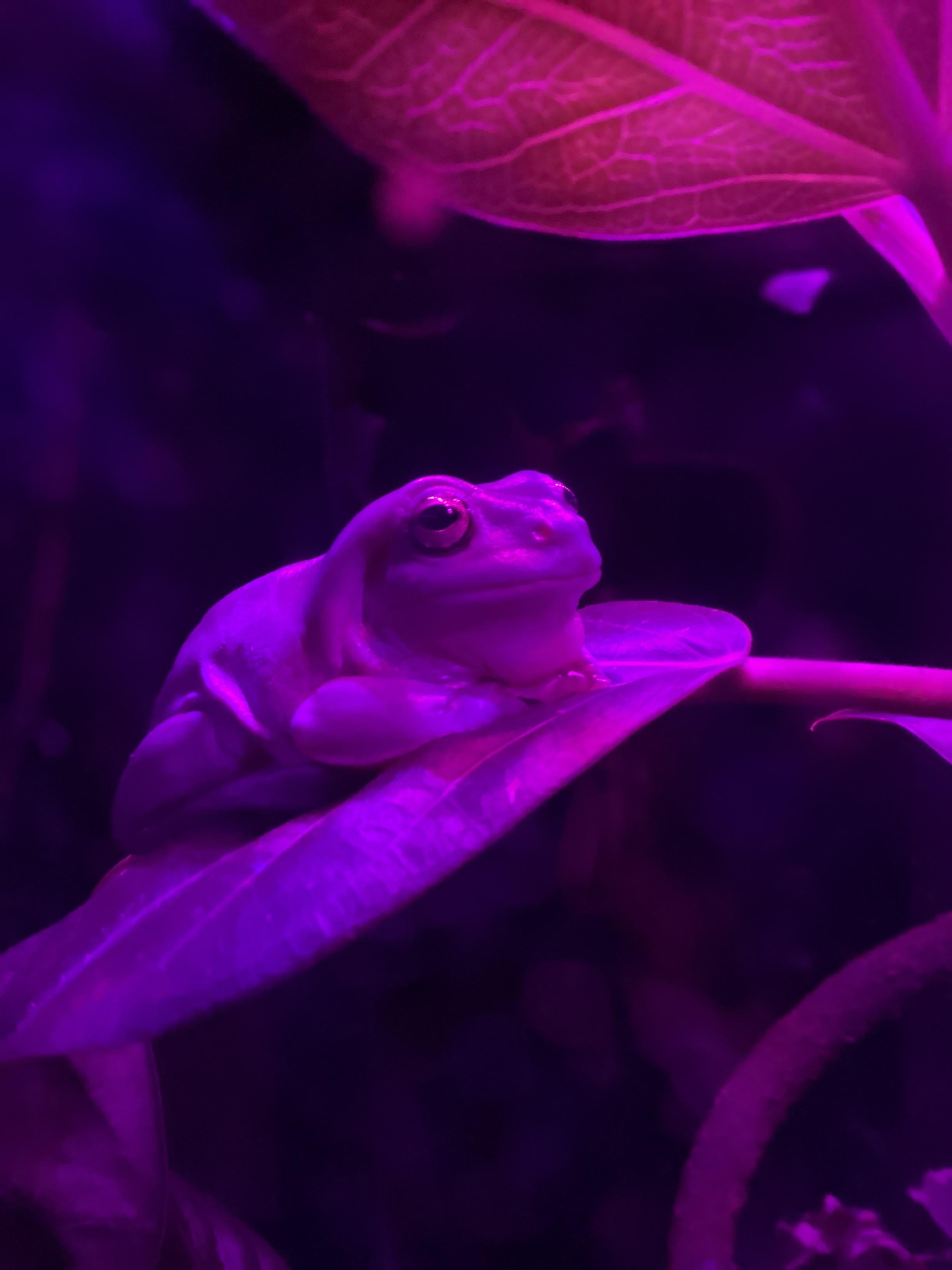 bisexual frog