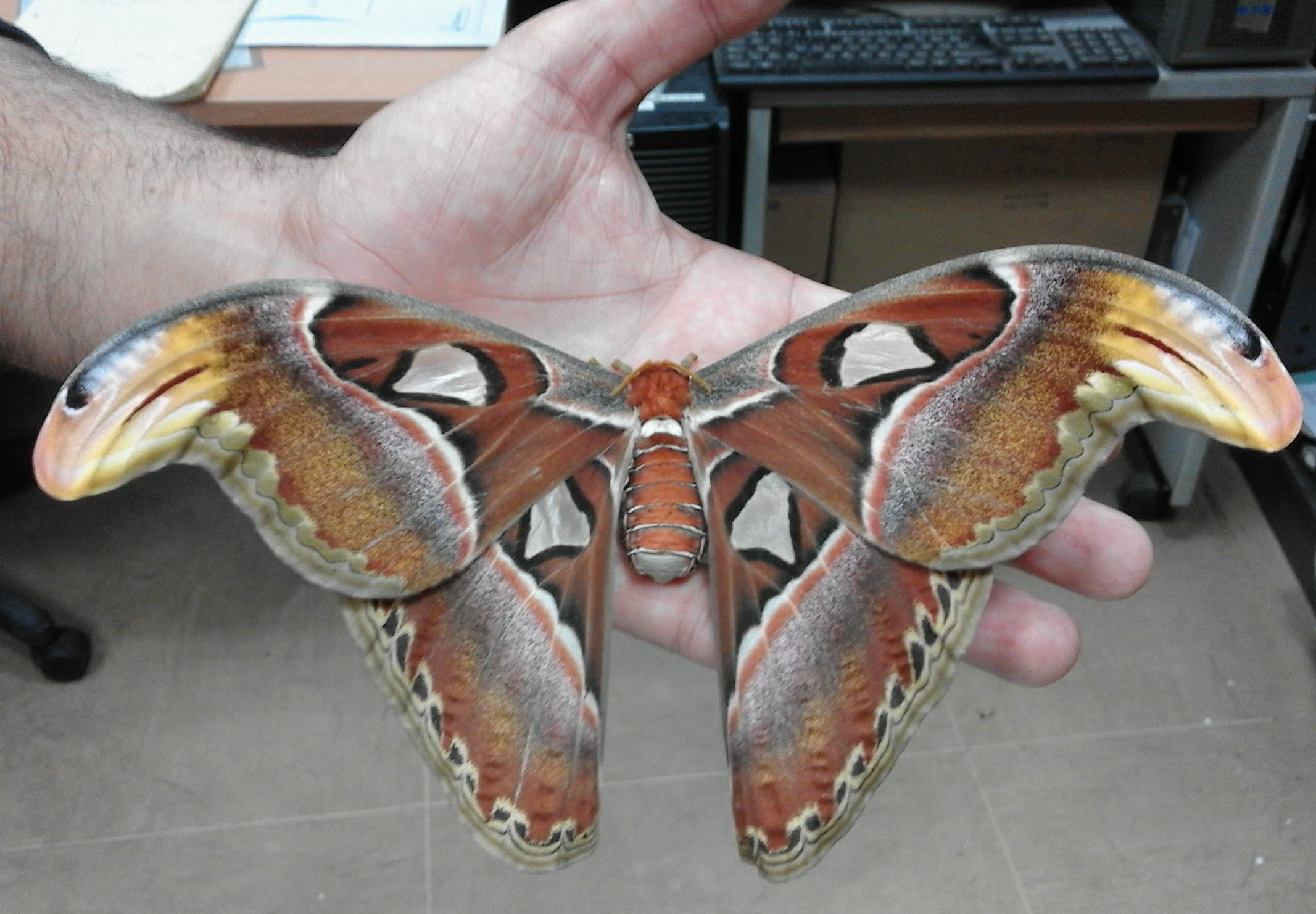 Photo of an atlas moth sitting on a hand. Its wingspan is larger than the hand.