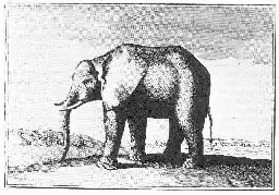 Louis XIV's elephant - Wikipedia