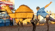 Record Crowds at Australian Camel Tagging Championships