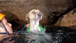 Divers willing to go ‘Whenever, Wherever’ save dog named Shakira from bat-infested cave